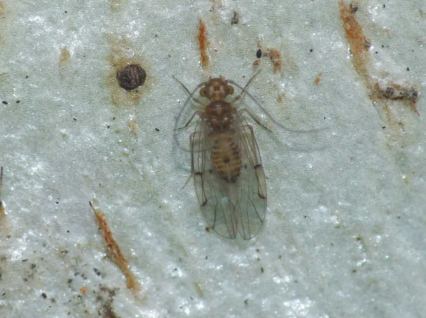 Ectopsocus cfr. briggsi (Ectopsocidae)